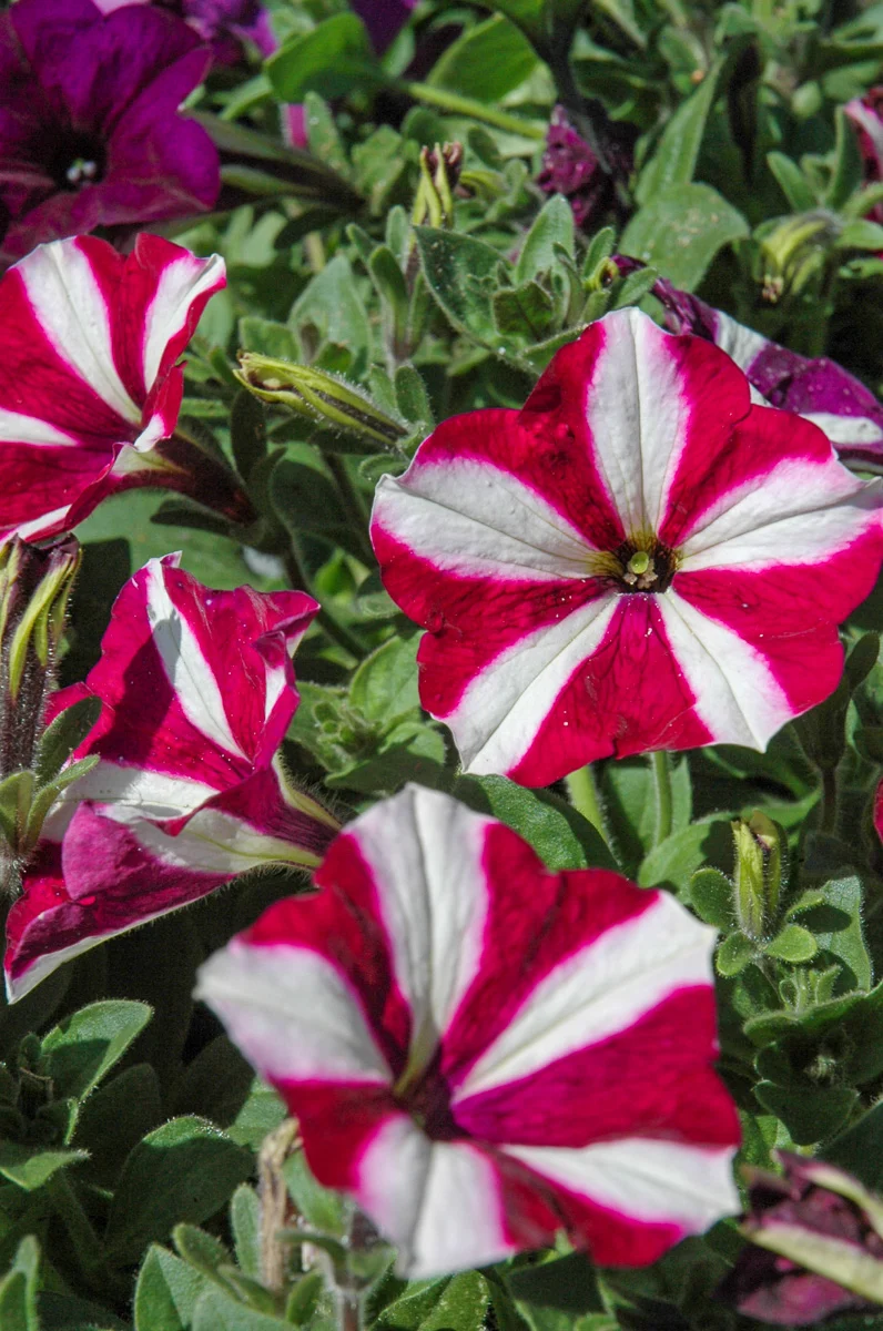 Petunia, Burgundy Star