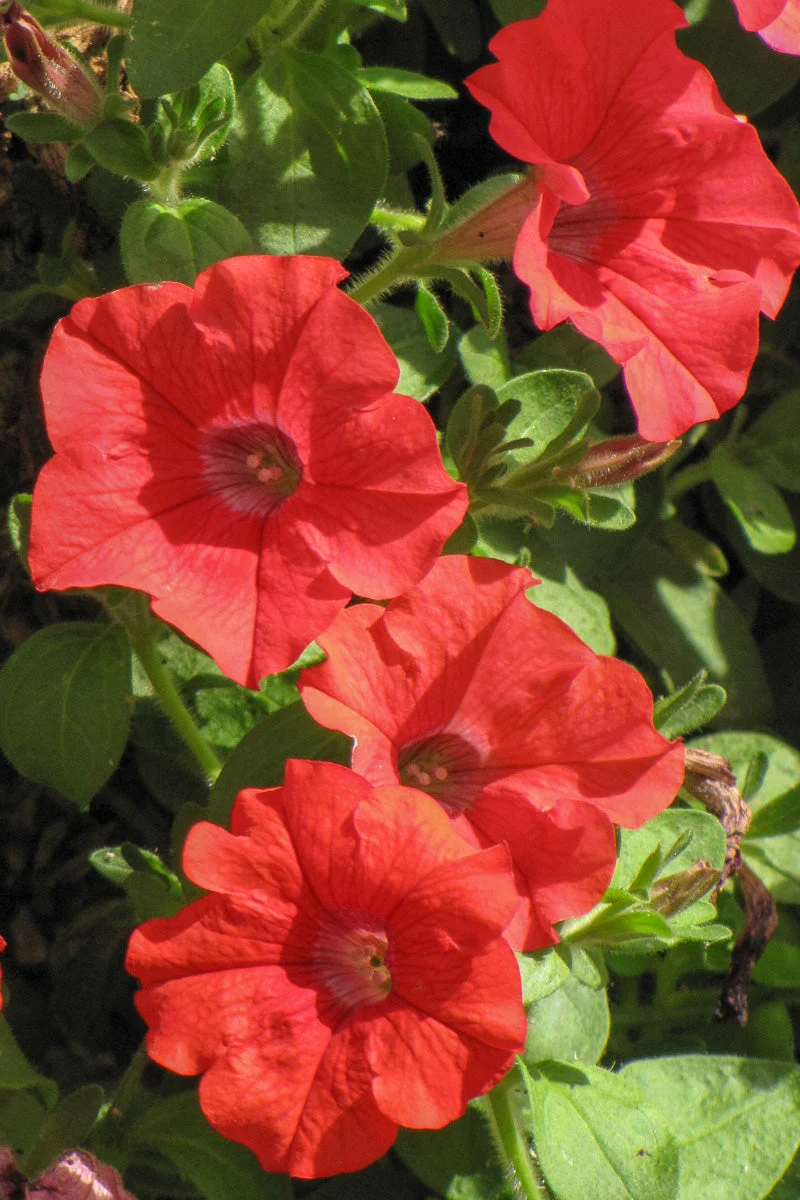 Petunia, Supertunia Red