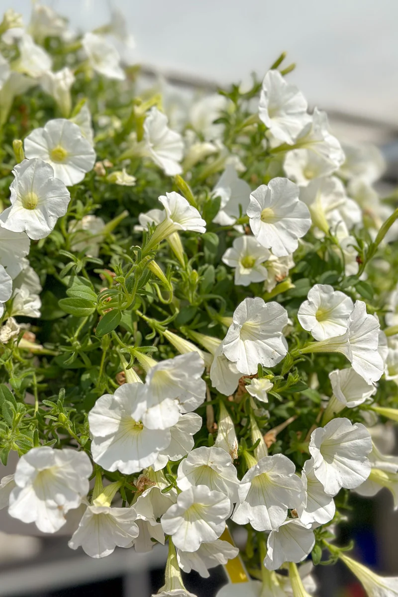 Petunia, Supertunia White - Image 2
