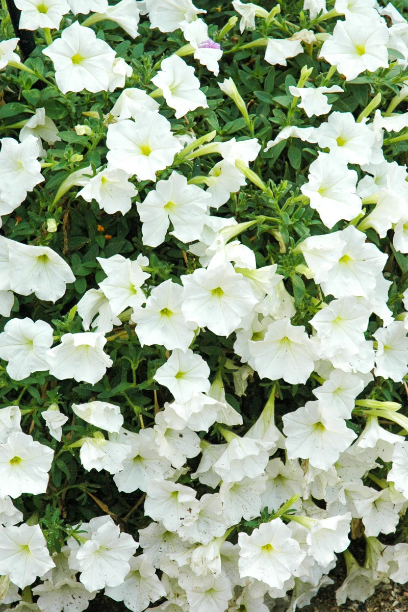 Petunia, Supertunia White - Image 3