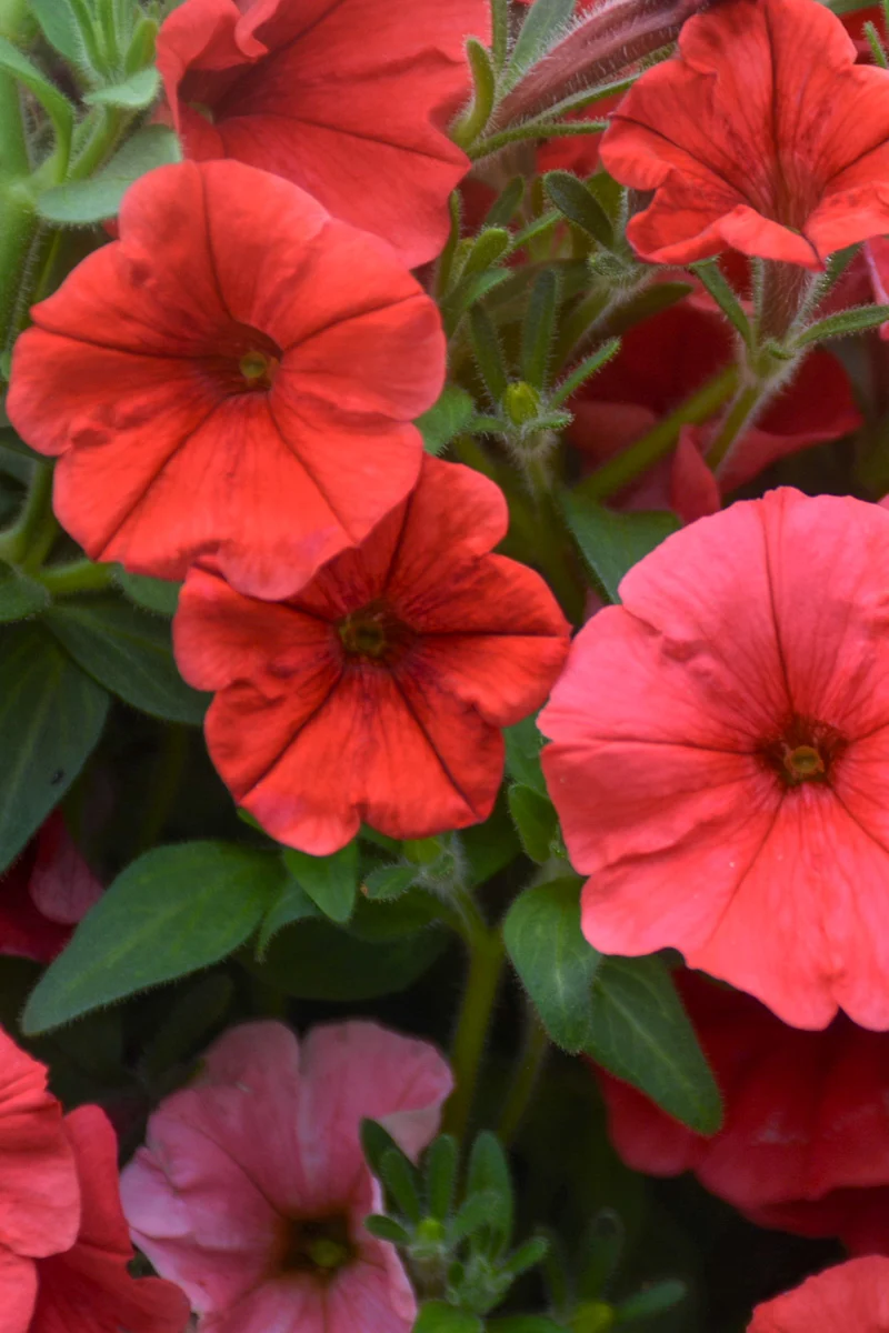 Petunia, Supertunia Vista Scarlet