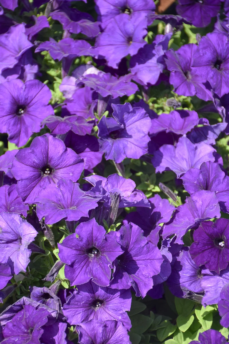 Petunia, Wave Blue - Image 2