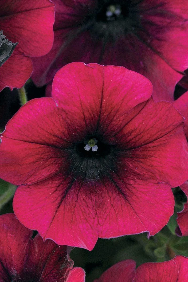 Petunia, Wave Burgundy