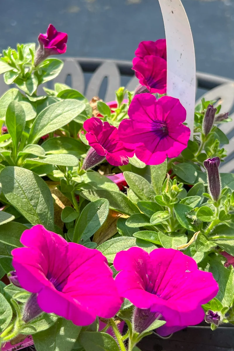 Petunia, Wave Purple