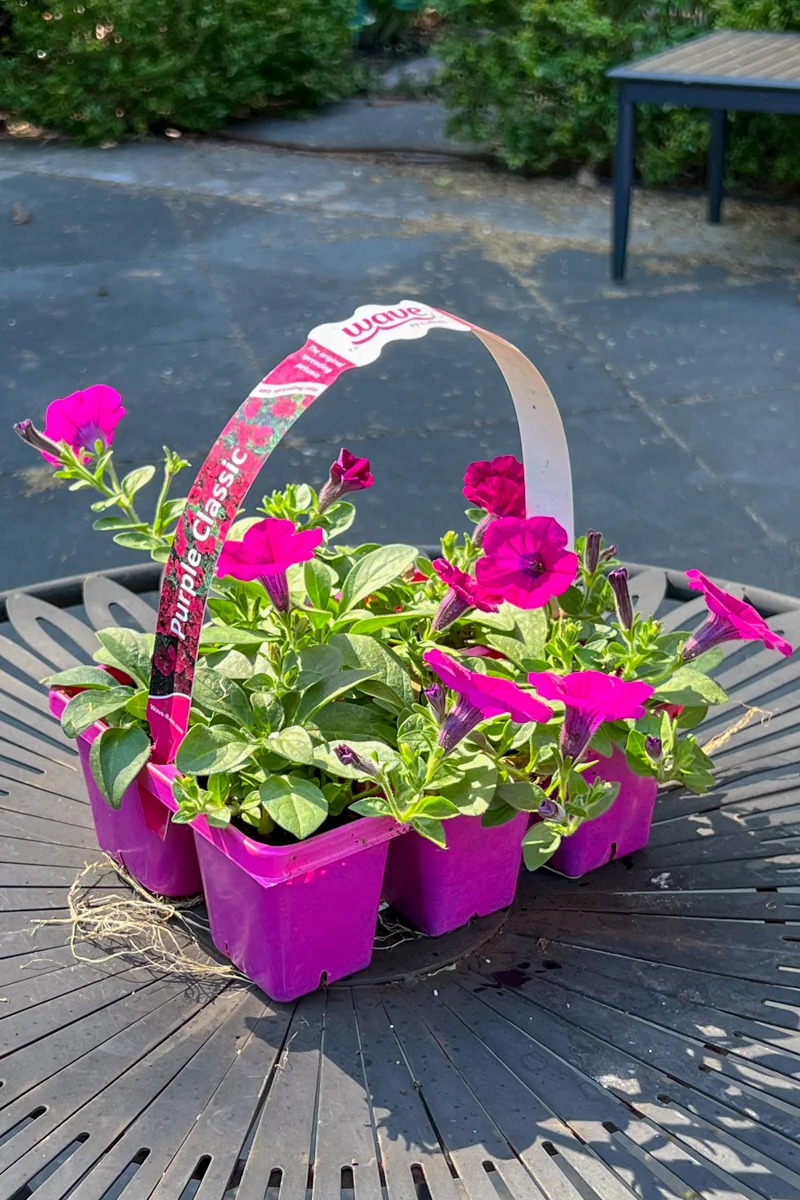 Petunia, Wave Purple - Image 2