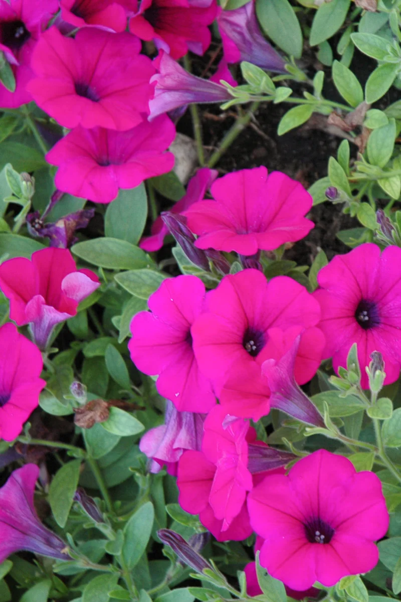 Petunia, Wave Purple - Image 3