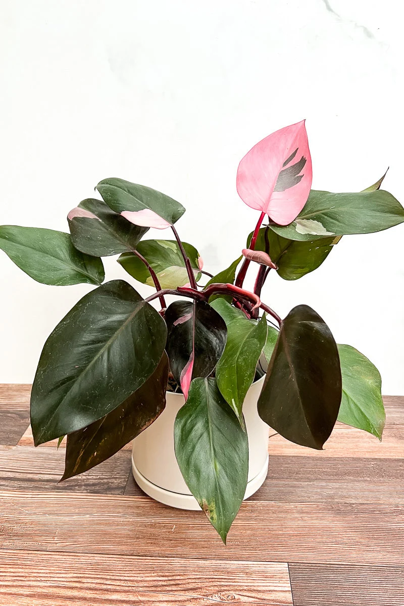 Philodendron, Rare Pink Princess 6" - Image 3