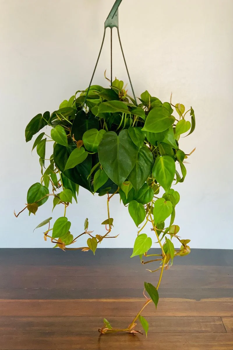 Philodendron, Cordatum 10" Hanging Basket