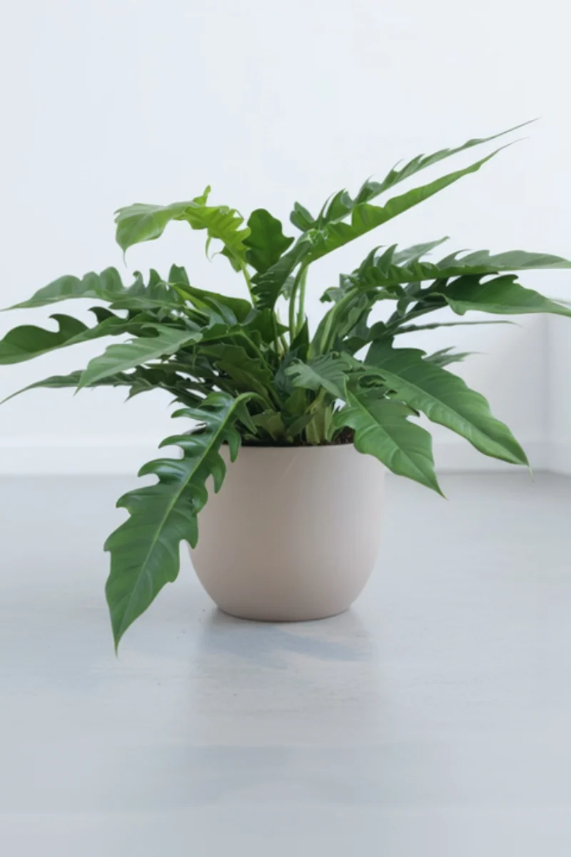 Philodendron, Jungle Boogie 8"