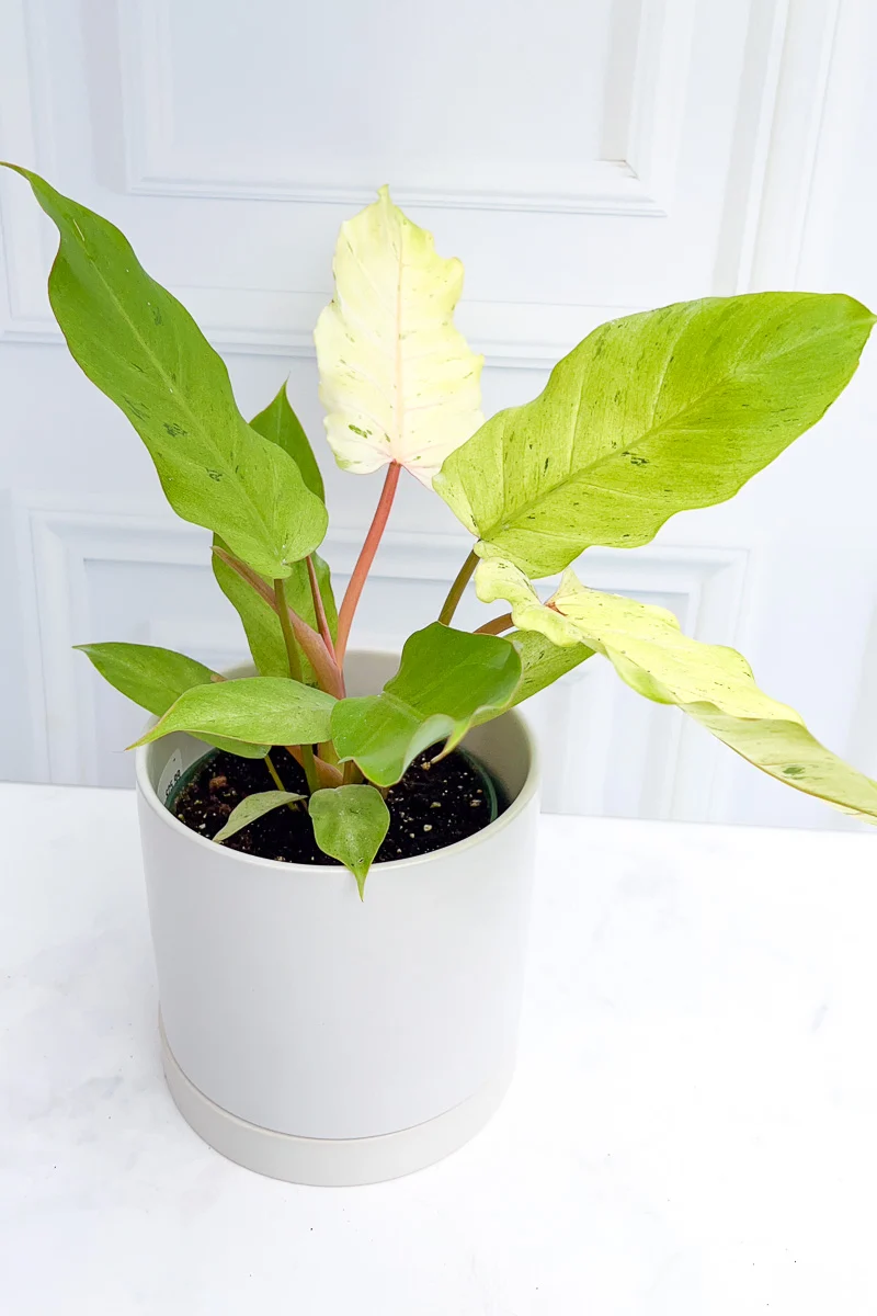 Philodendron, Variegated Snowdrift 6" - Image 2