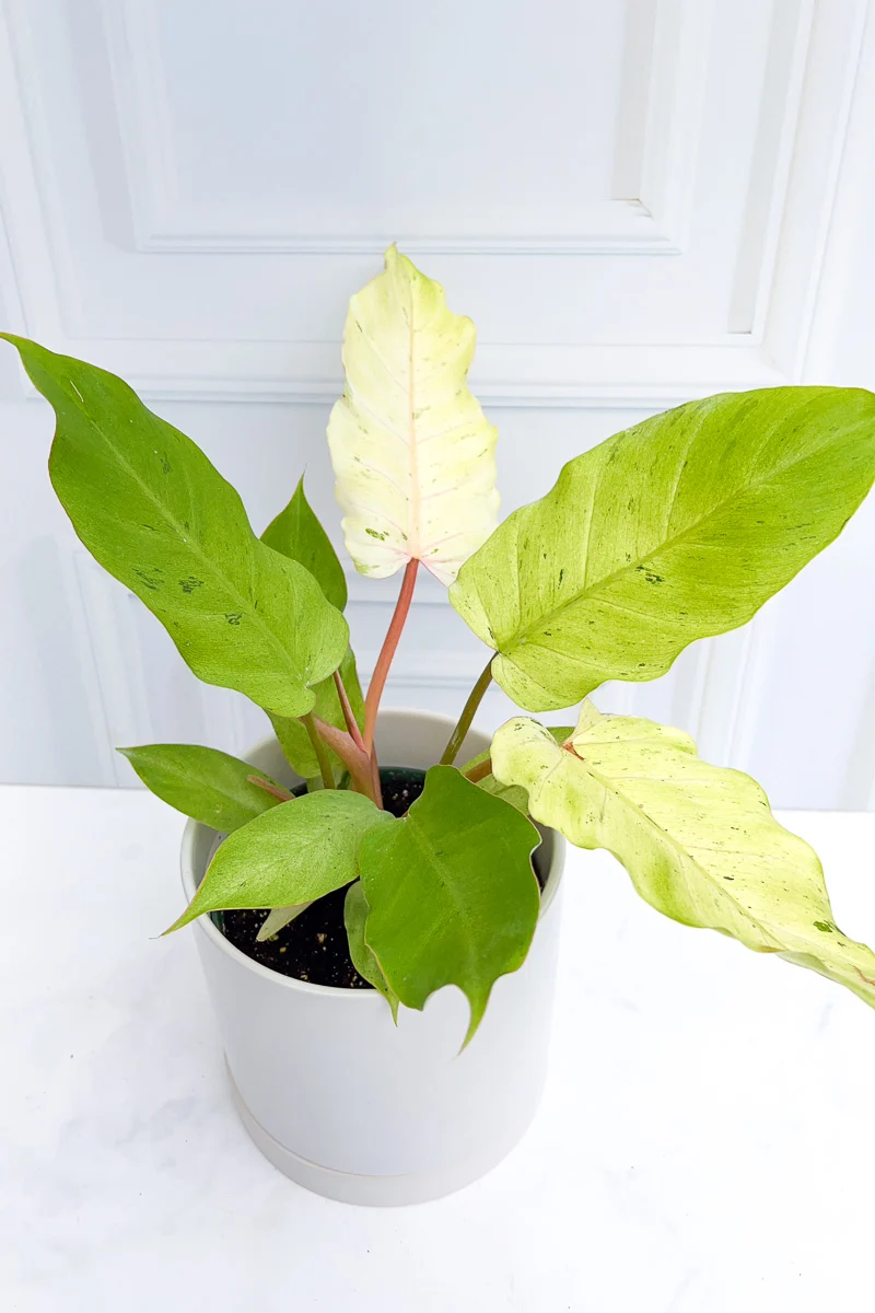Philodendron, Variegated Snowdrift 6" - Image 3