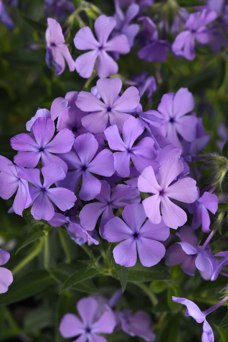 Phlox, Candy Cloud Blue