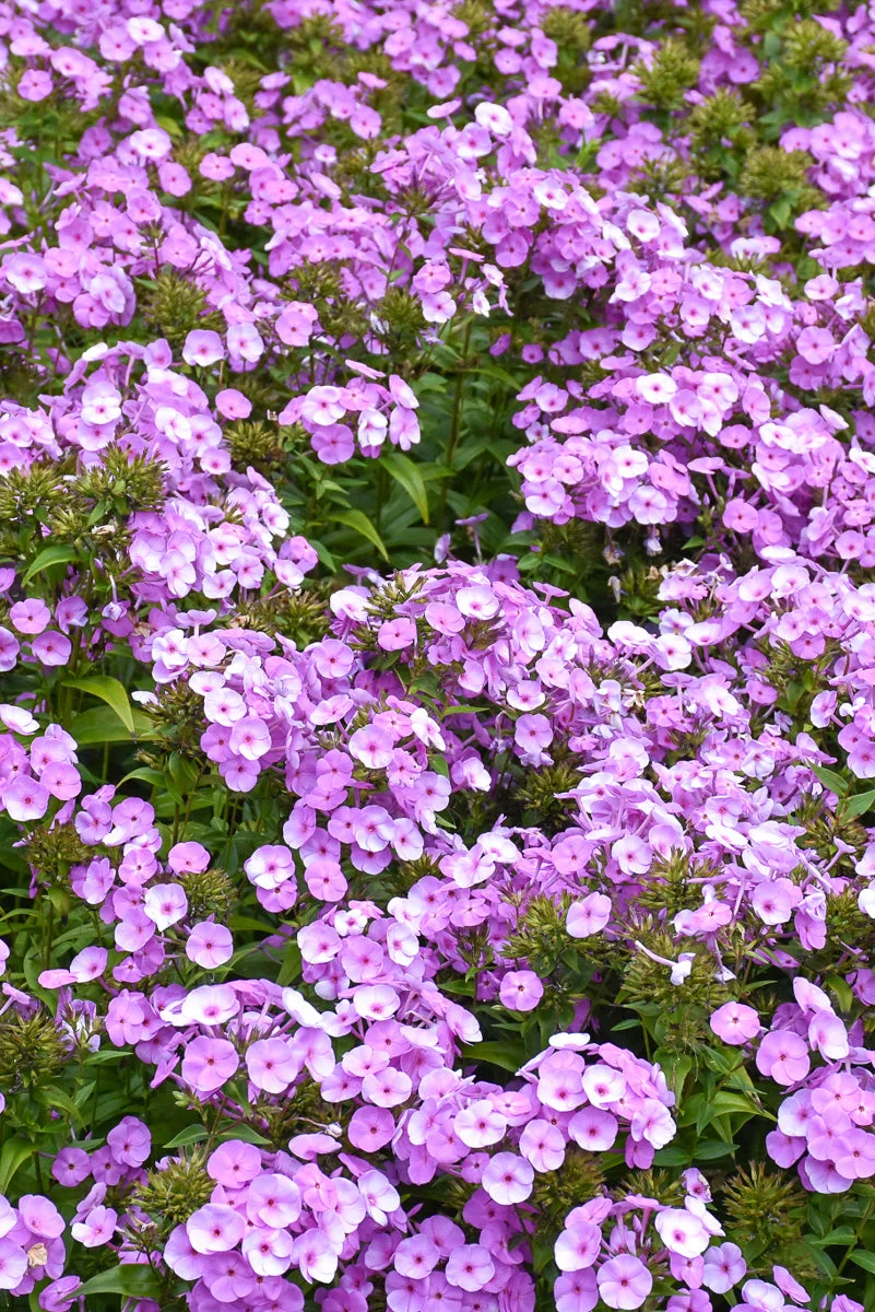 Phlox, Fashionably Early Flamingo