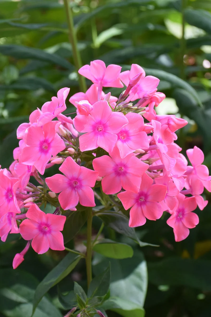 Phlox, Flame Light Pink