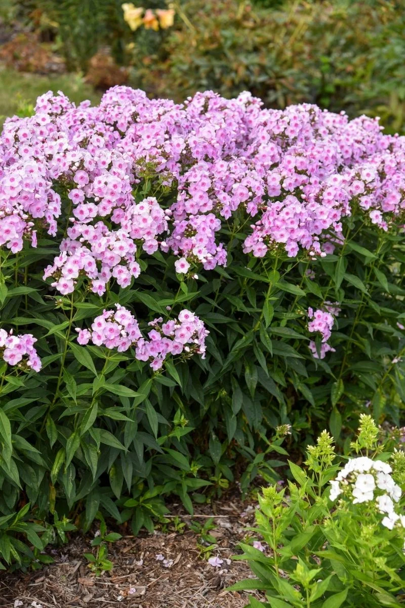 Phlox, Luminary Opalescence