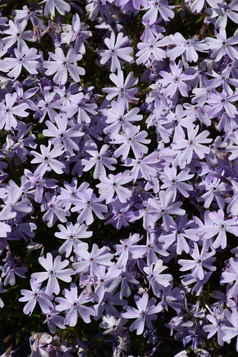 Phlox, Moss- Blue Emerald
