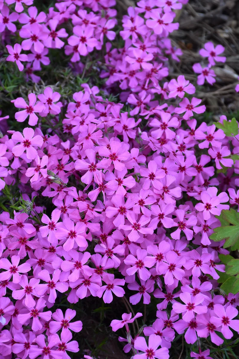 Phlox, Ruby Riot