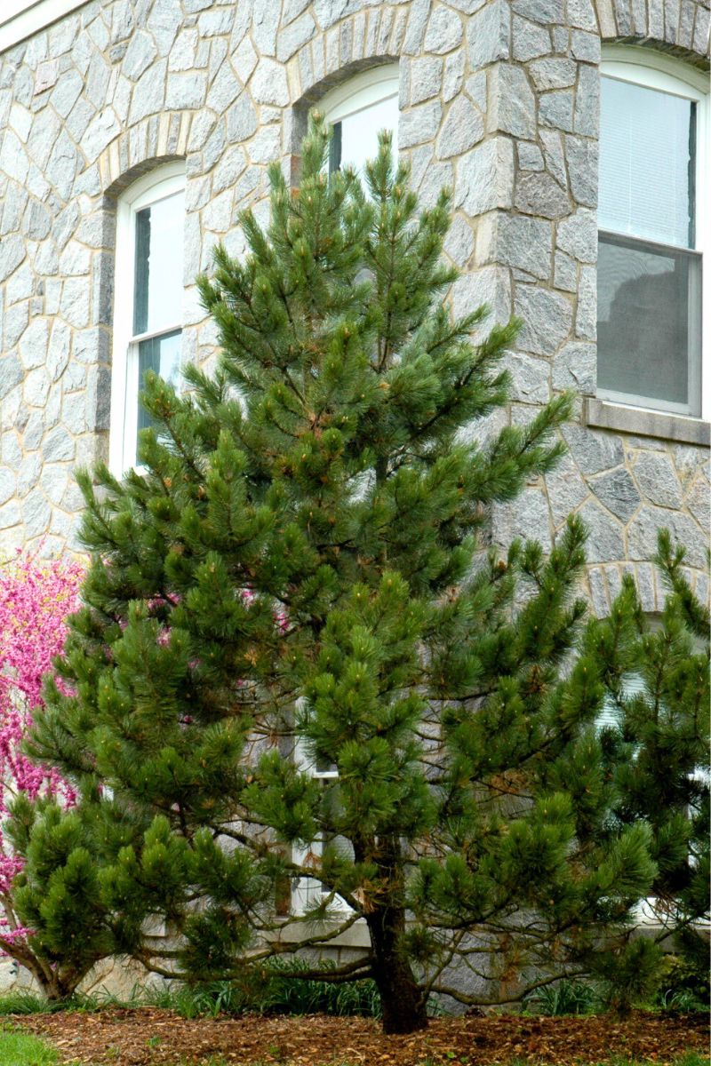 Bosnian Pine,