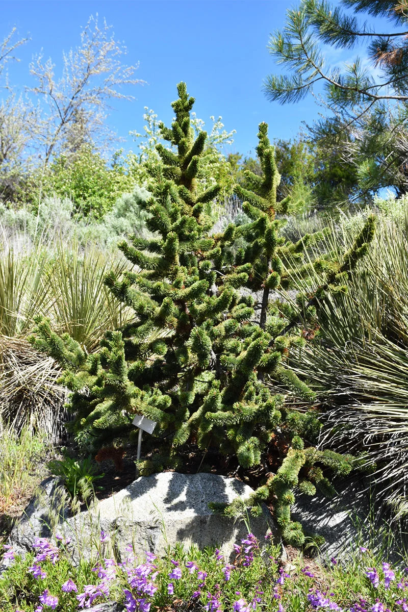Pine, Bristlecone