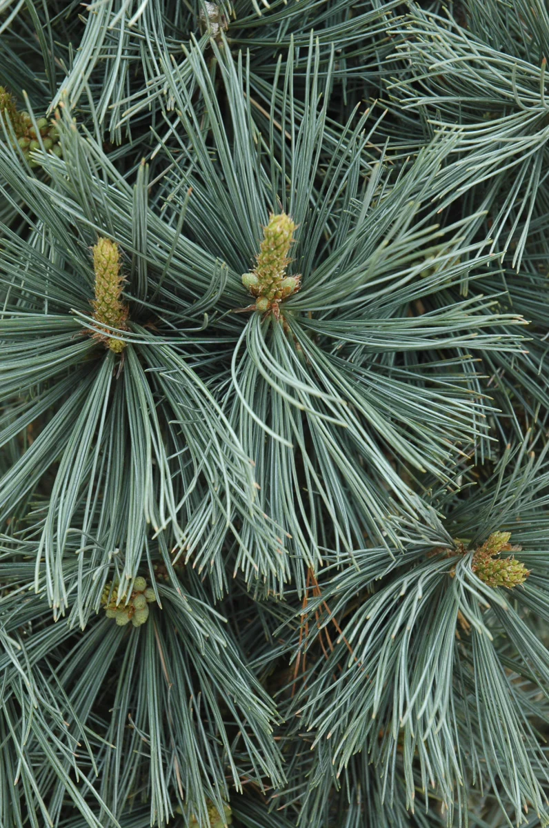Pine, Flex Extra Blue