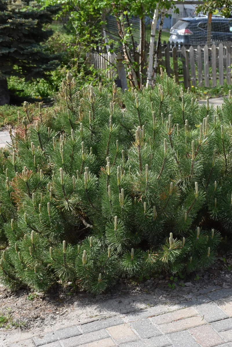 Pine, Mugo Dwarf