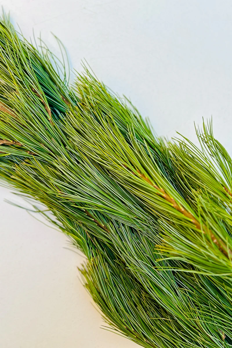 Tips, Princess Pine