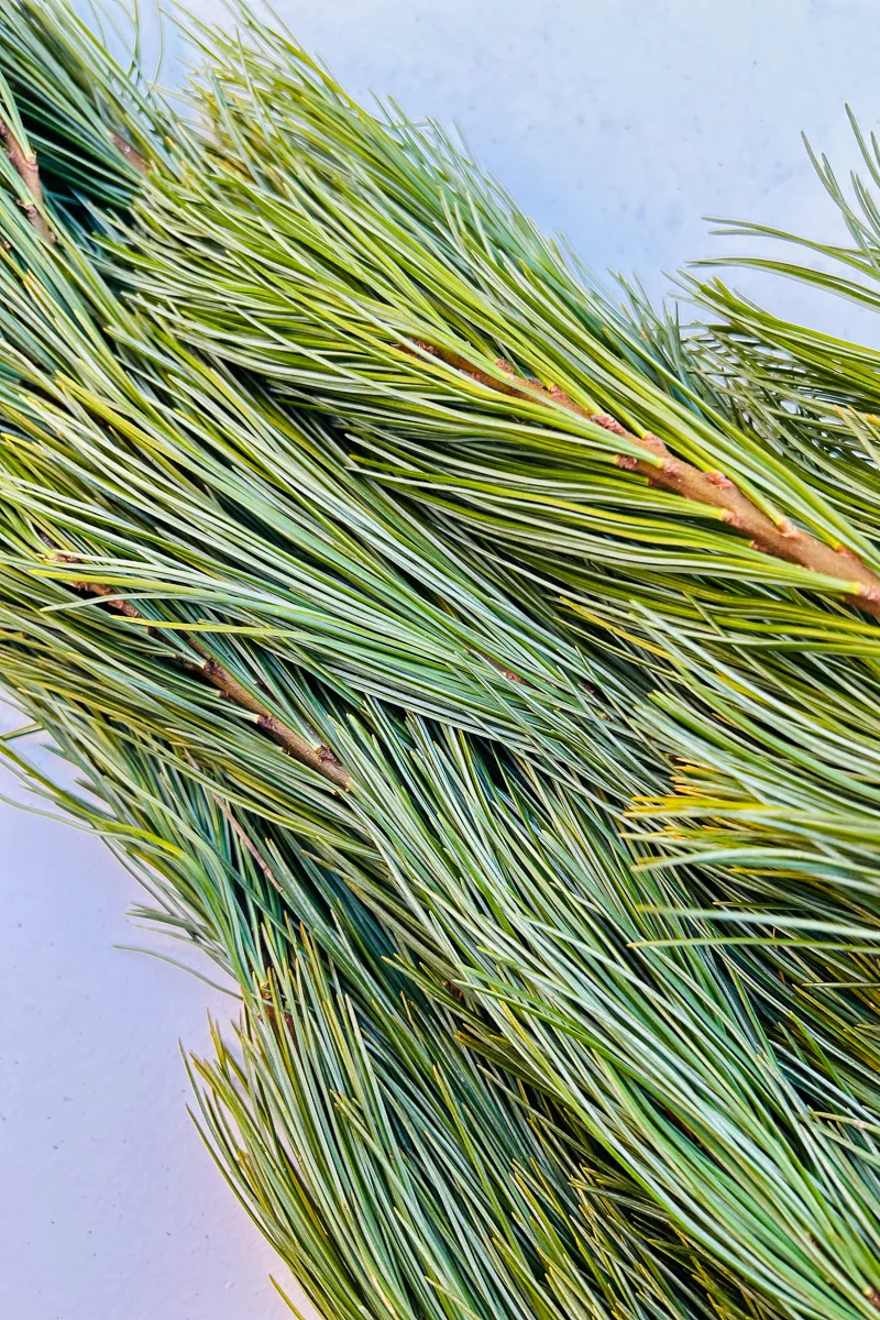 Tips, Princess Pine - Image 2