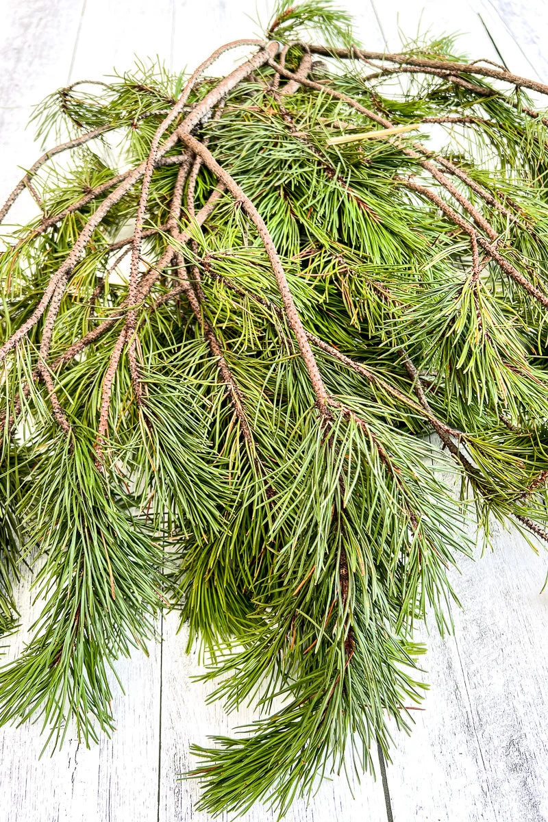 Tips, Shore Pine