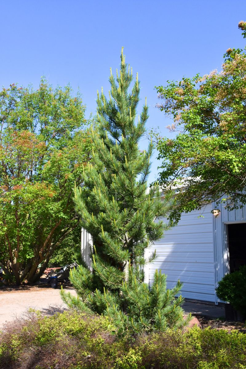 Pine, Swiss Stone Prairie Statesman