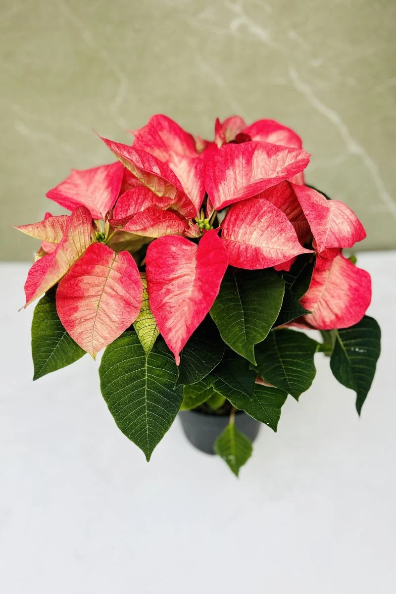 Poinsettia, Ice Crystal 6"