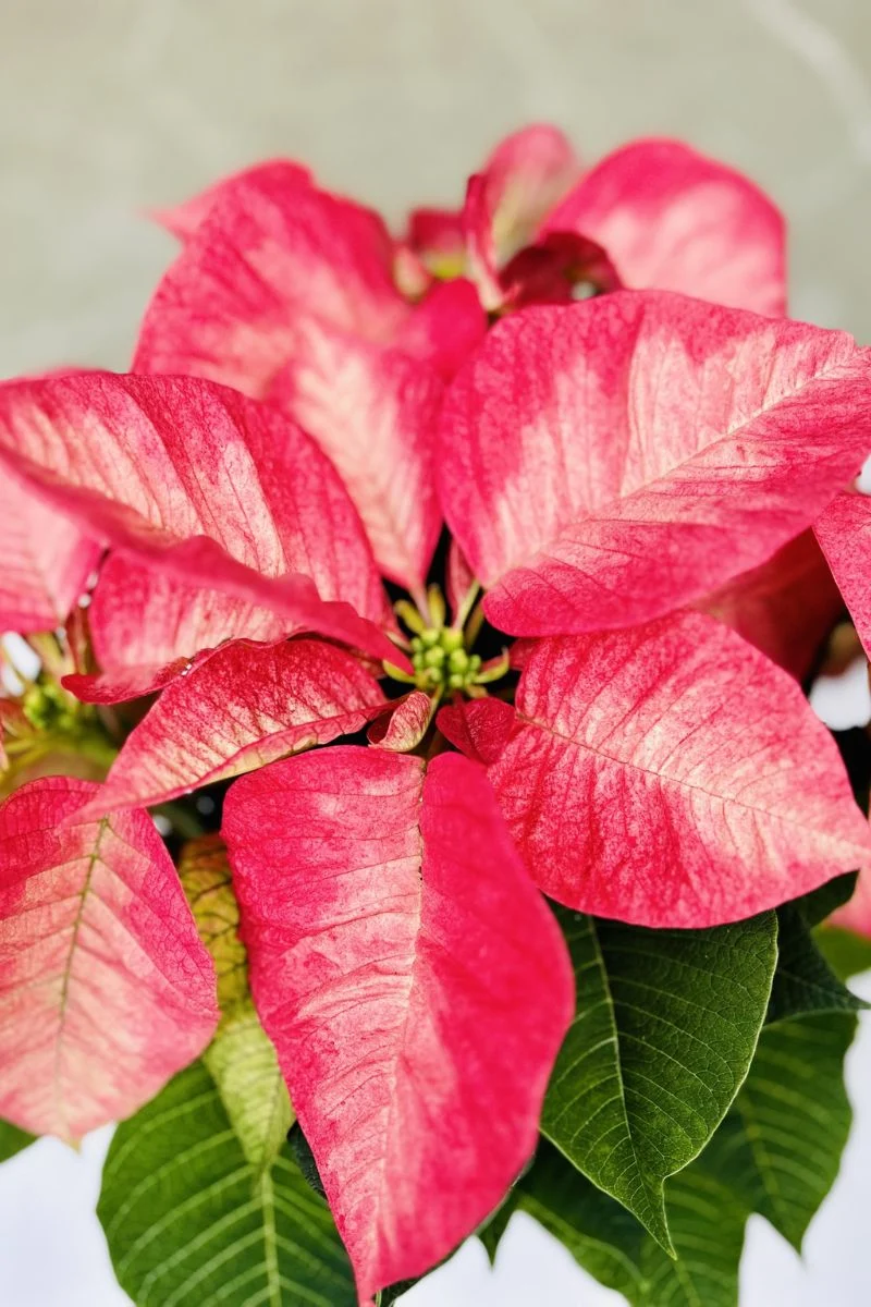 Poinsettia, Ice Crystal 6" - Image 2