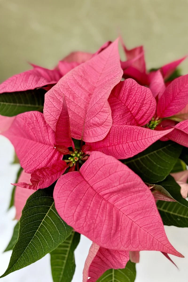 Poinsettia, Pink 6" - Image 2