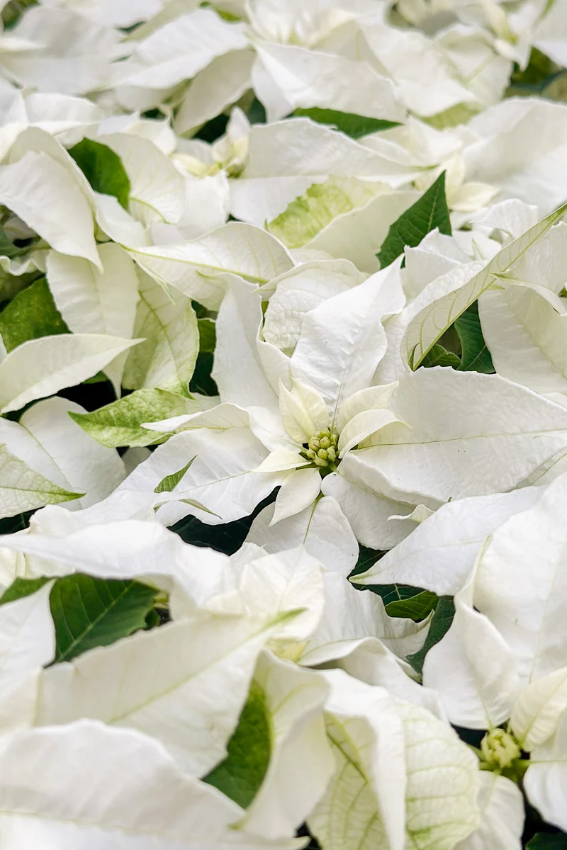 Poinsettia, Princettia Pearl White 4" - Image 2