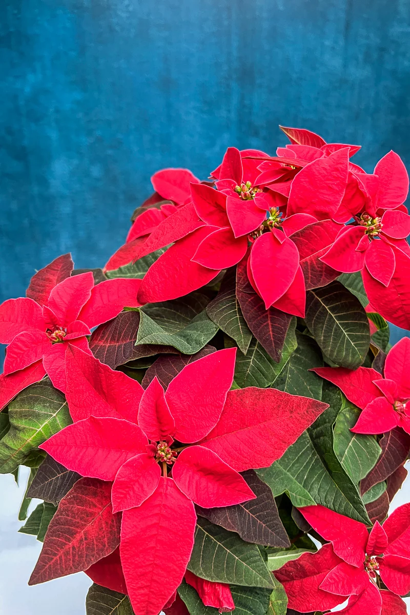 Poinsettia, Princettia Red 6" - Image 2