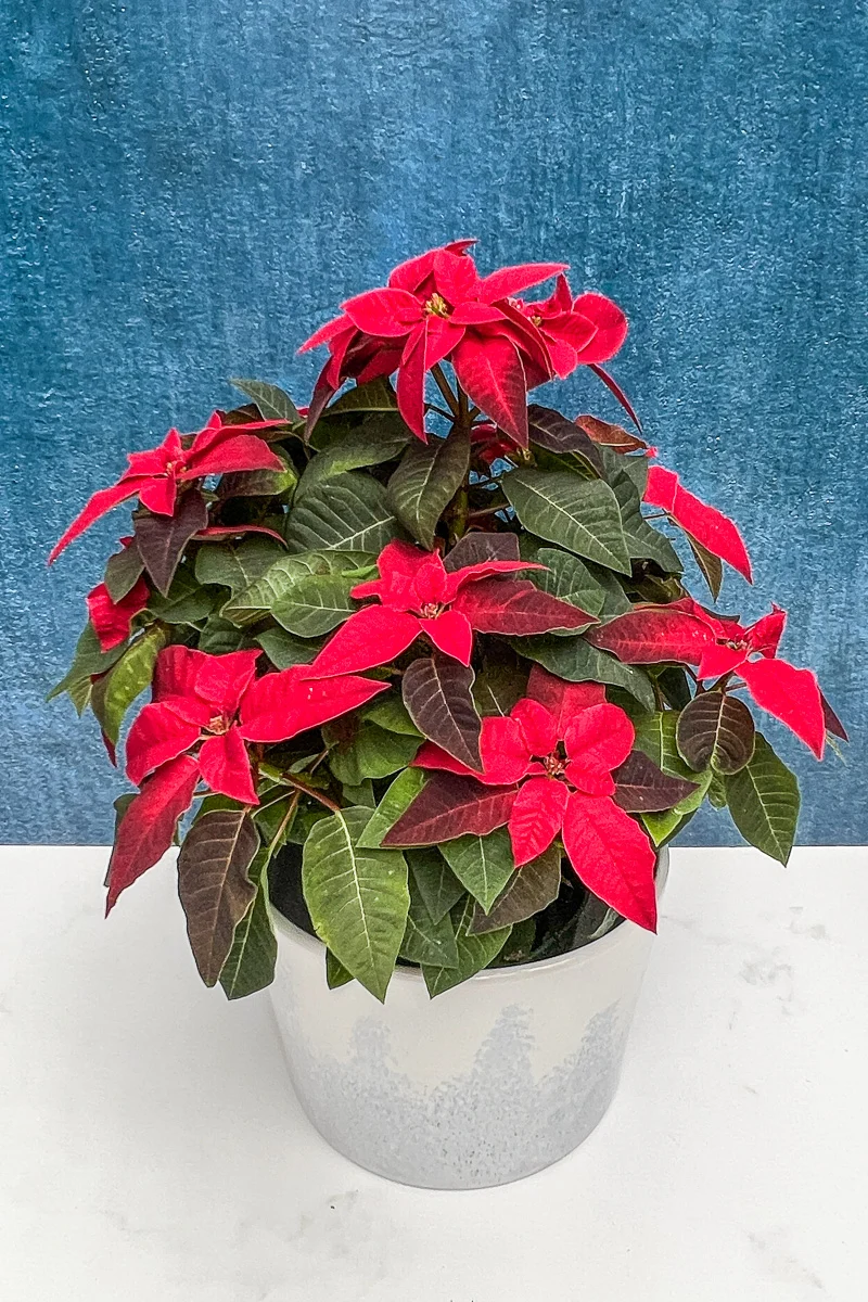 Poinsettia, Princettia Red 6" - Image 3
