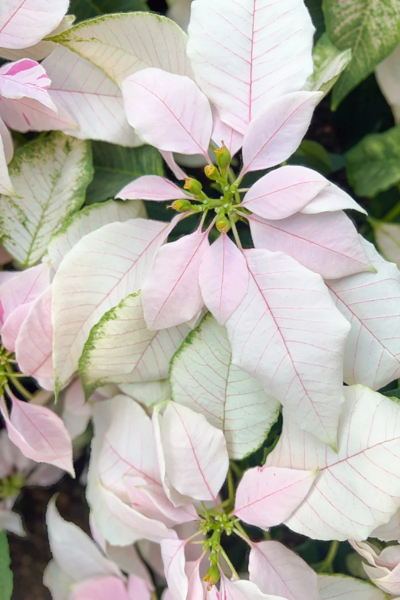 Poinsettia, Princettia Soft Pink 6" - Image 2