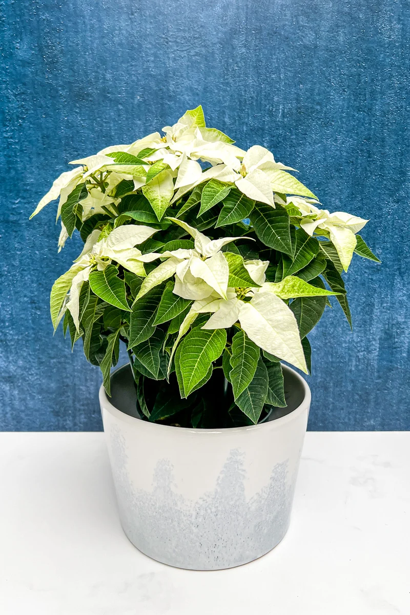 Poinsettia, Princettia White 6" - Image 2