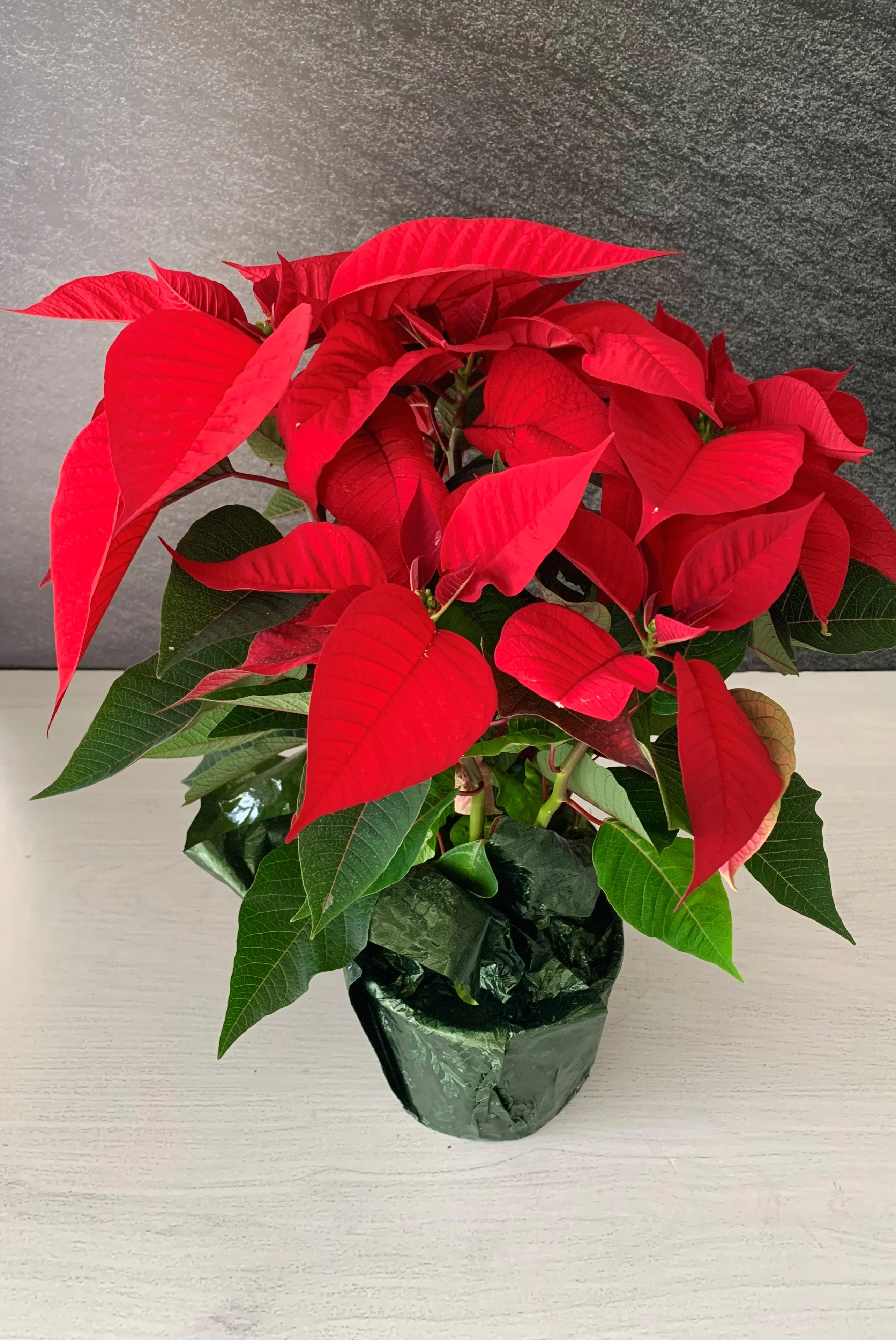 Poinsettia, Red 8"