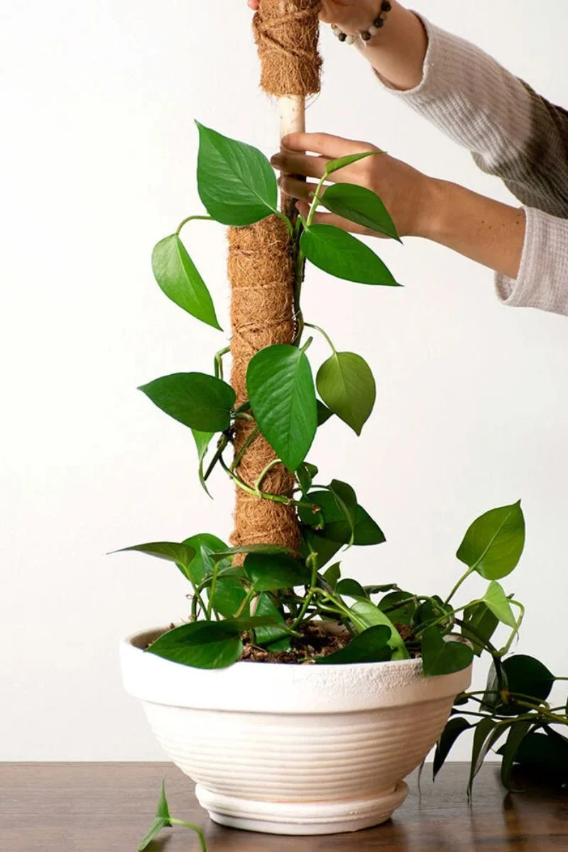 SuperMoss Stackable Coco Pole 18" - Image 2