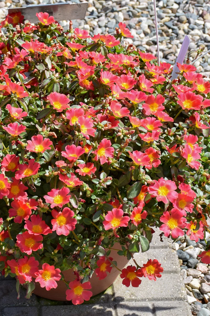 Portulaca Nano Hot Pink
