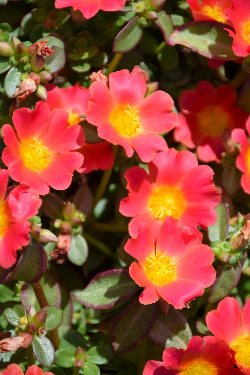 Portulaca Nano Hot Pink - Image 2