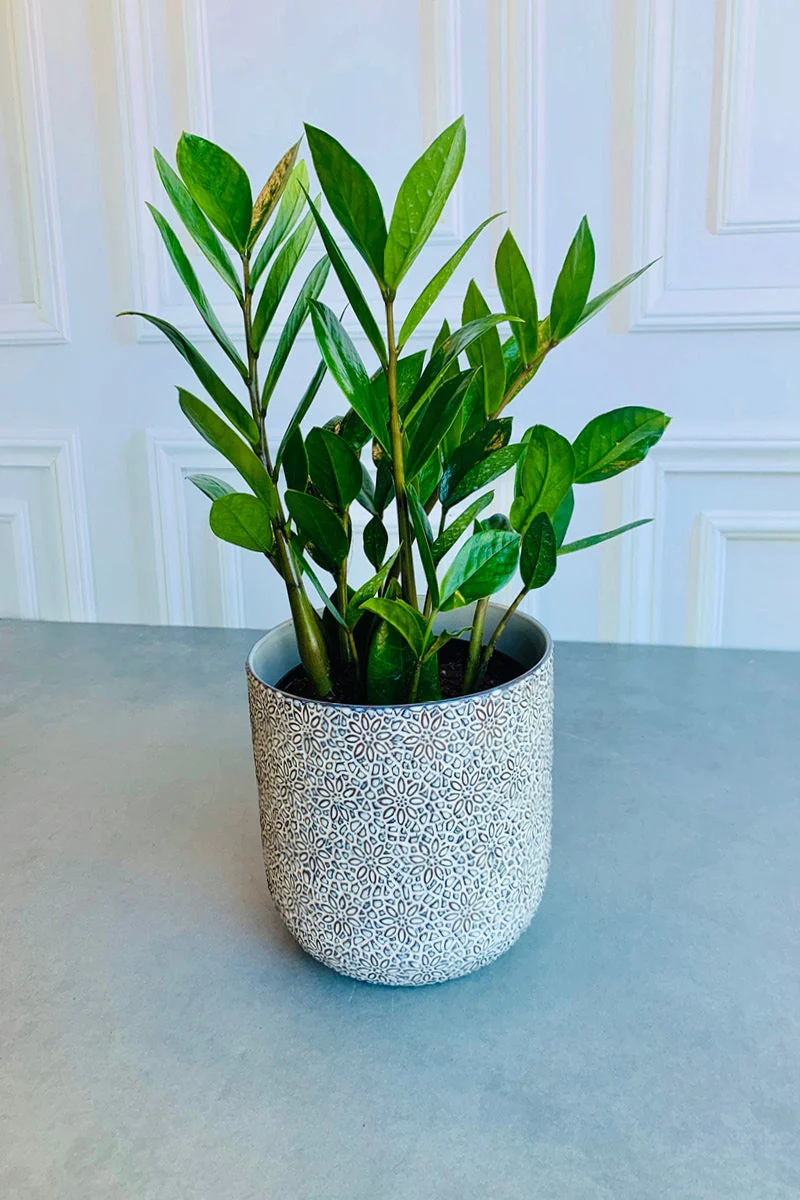 Millie Pot 6.5"x 6"