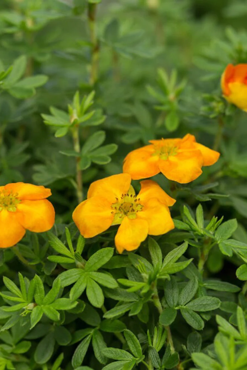 Potentilla, Mandarin  Tango