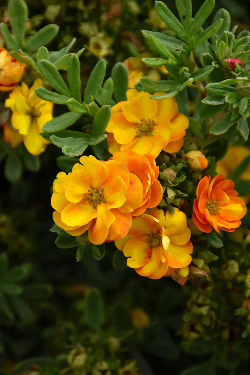 Potentilla, Marmalade - Image 3