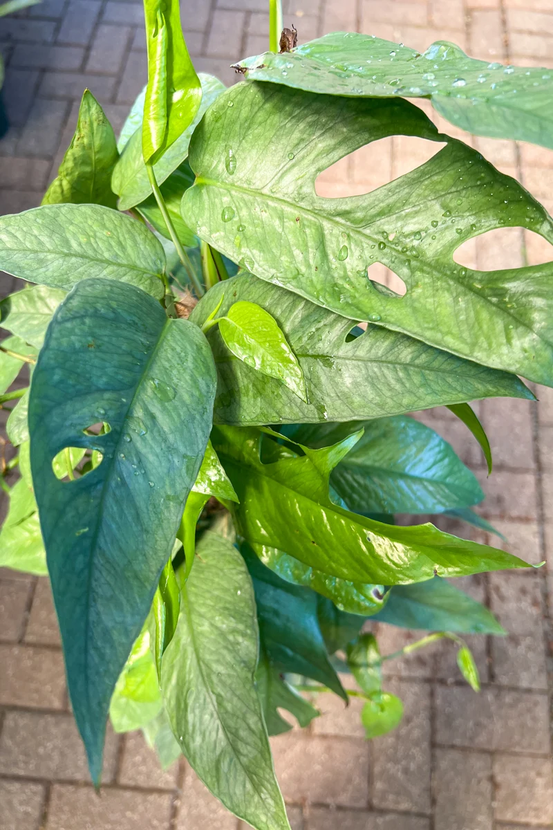 Pothos, Cebu Blue 4"