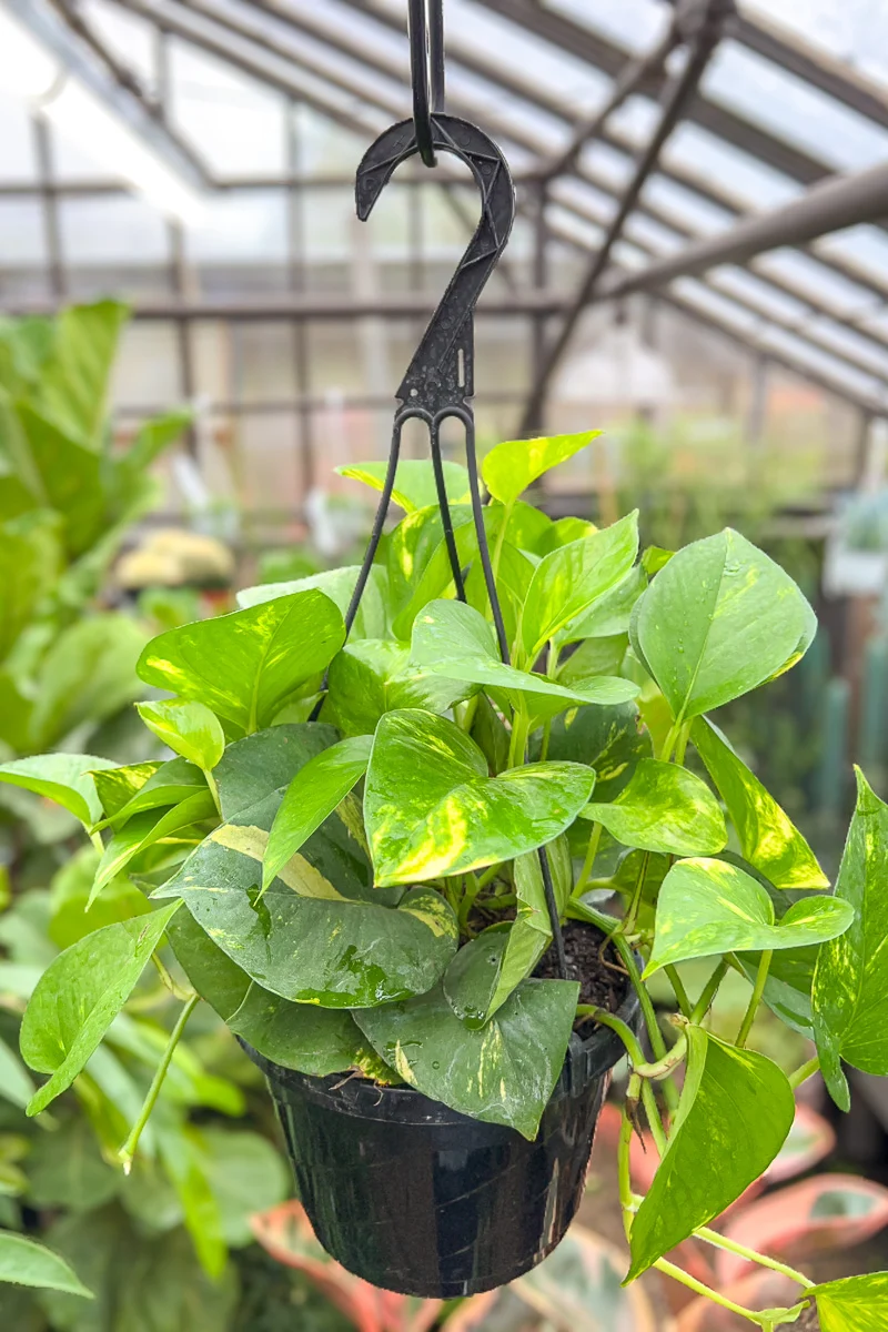 Pothos, Golden 10" Hanging Basket