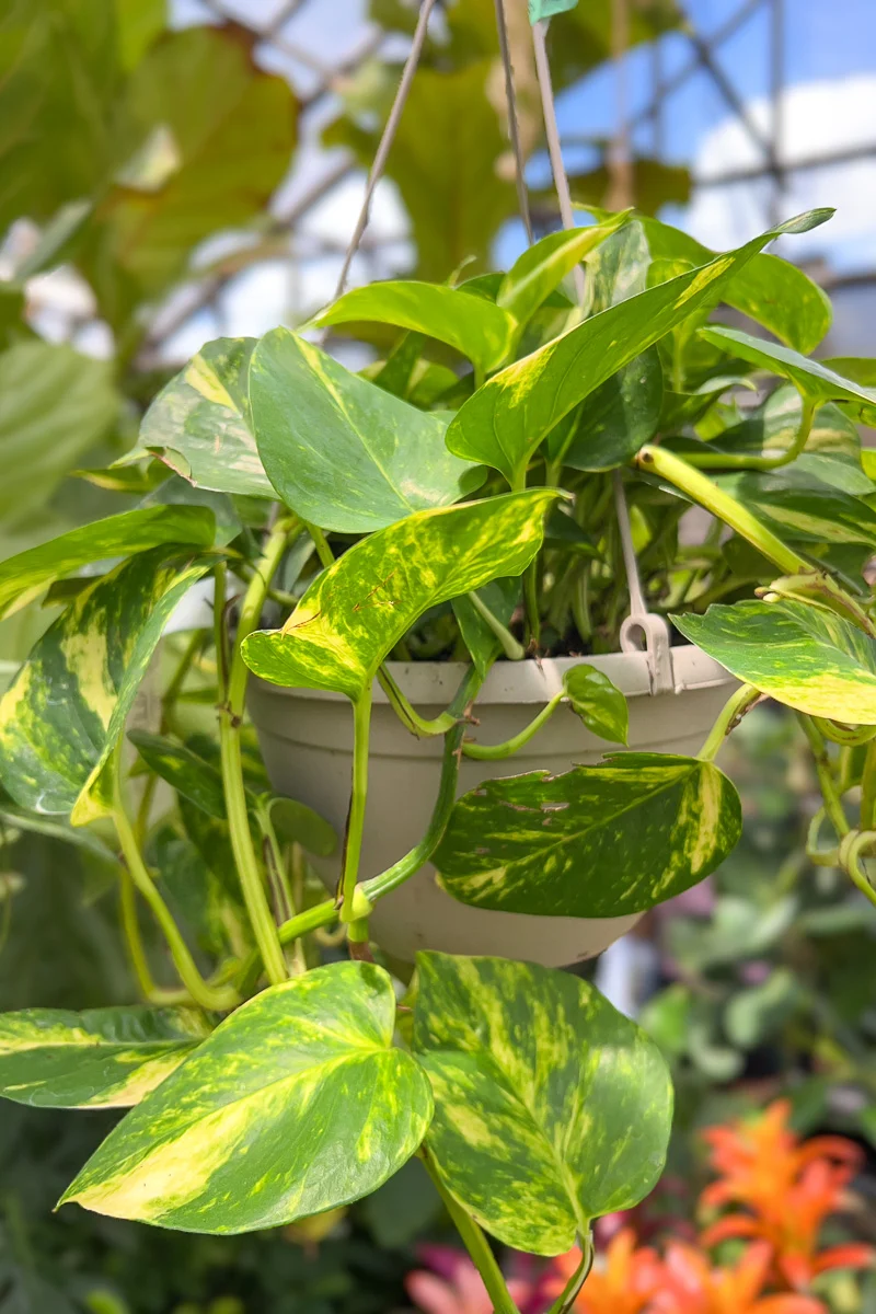 Pothos, Hawaiian 6"