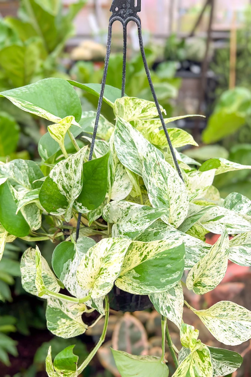 Pothos, Marble Queen 8" Hanging Basket - Image 2