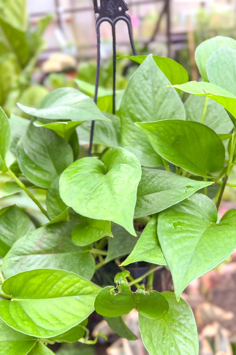 Pothos, Neon 8" Hanging Basket - Image 2