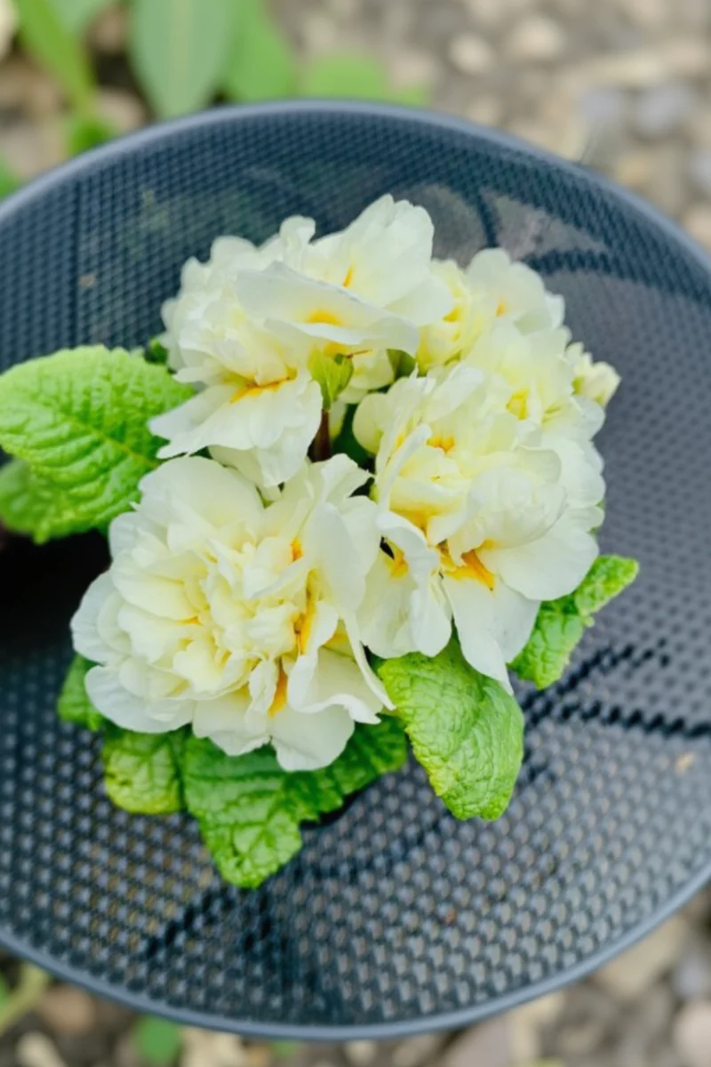 Primrose, Belarina Cream